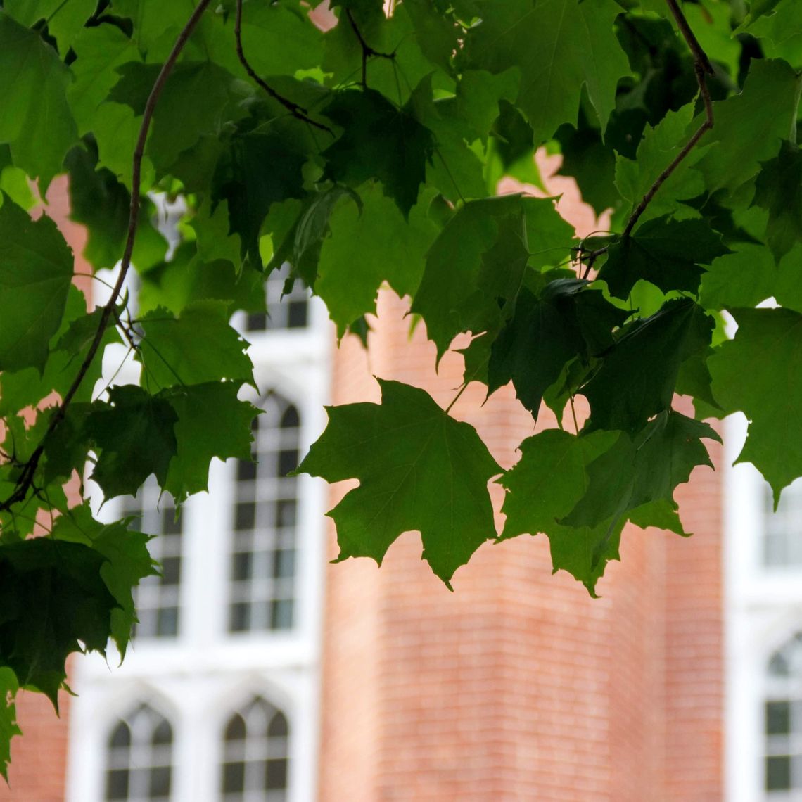 Norway Maple  leaves