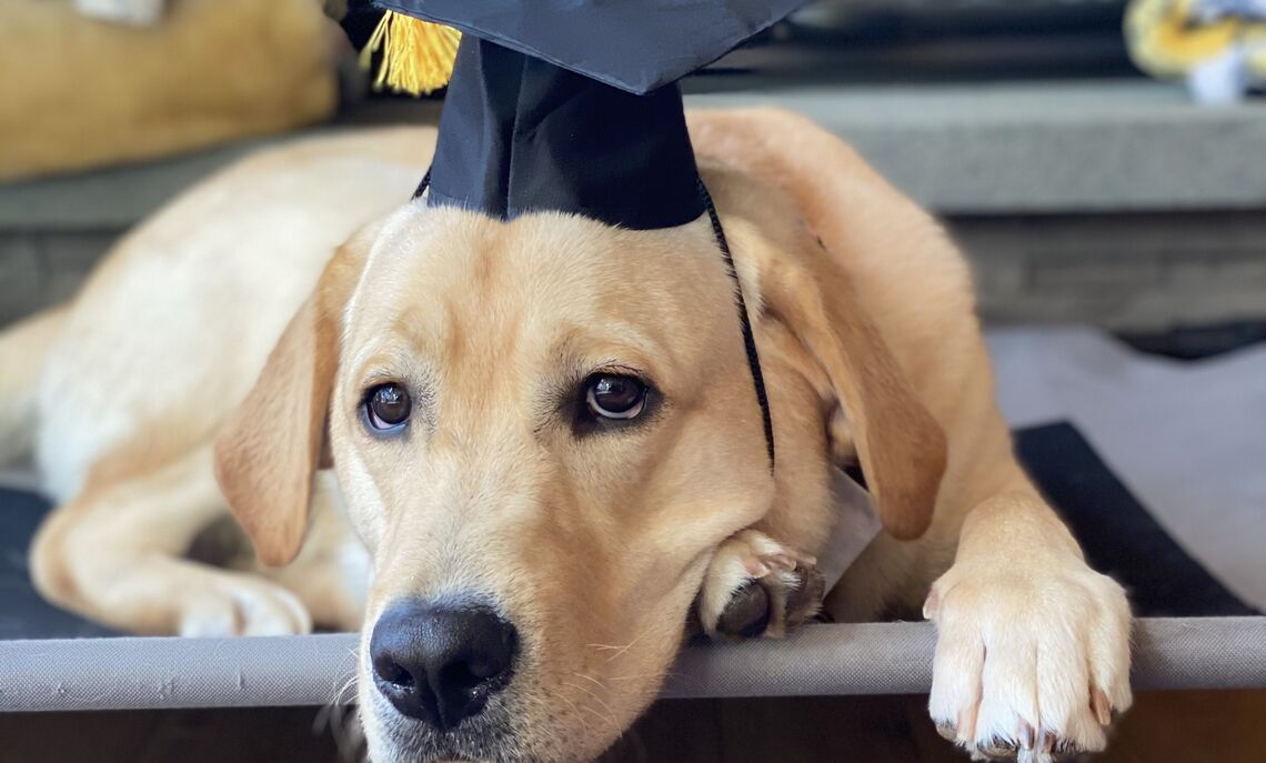 Mumenthaler's service dog, Elvis, celebrating her F&M graduation.