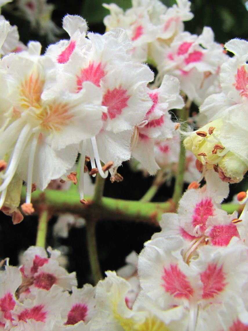 Horse Chestnut Flower