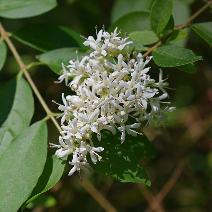 honey locust flowers