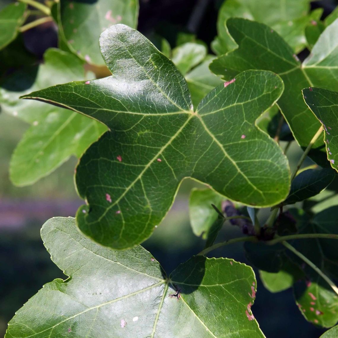 rotundiloba leaves