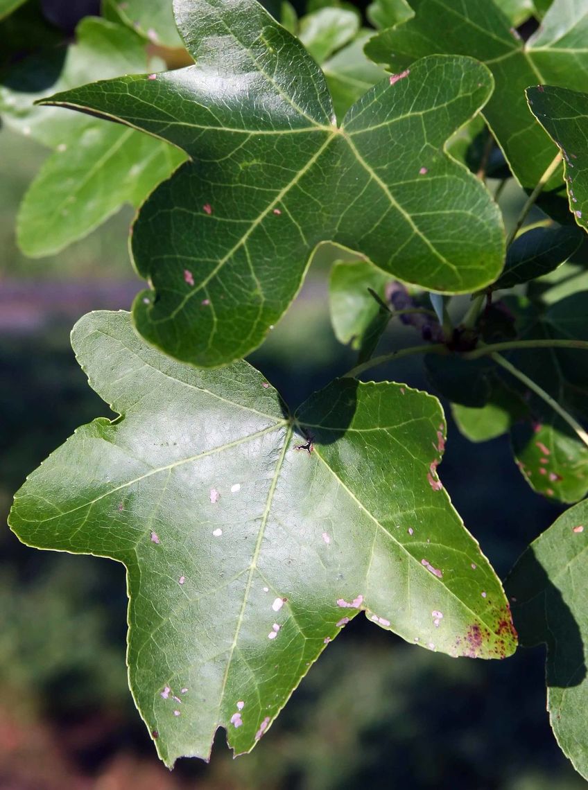 rotundiloba leaves