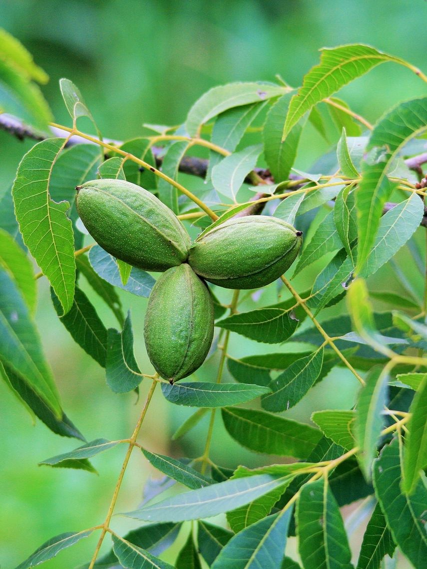 three pecan nuts