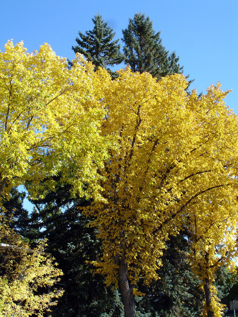 Fall Foliage of American Elm by Daryl Mitchell