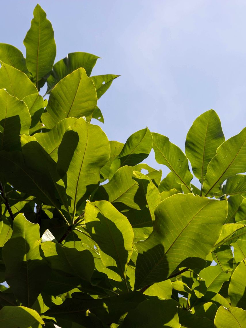 Magnolia Cucumber Tree Leaves