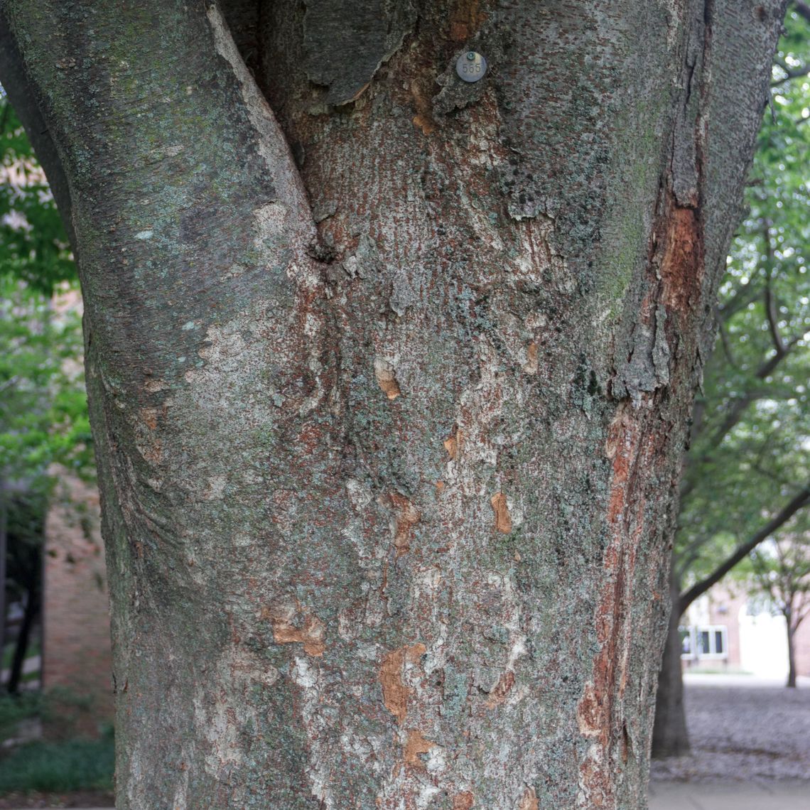 Japanese Zelkova