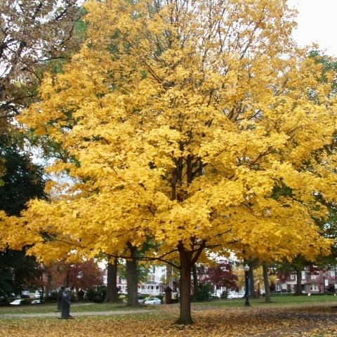 Norway Maple yellow leaves