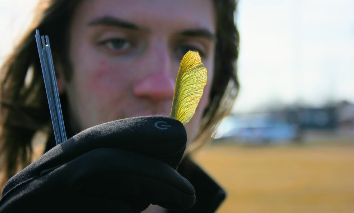 A student finds an elusive samara, the winged seed for a maple fruit.