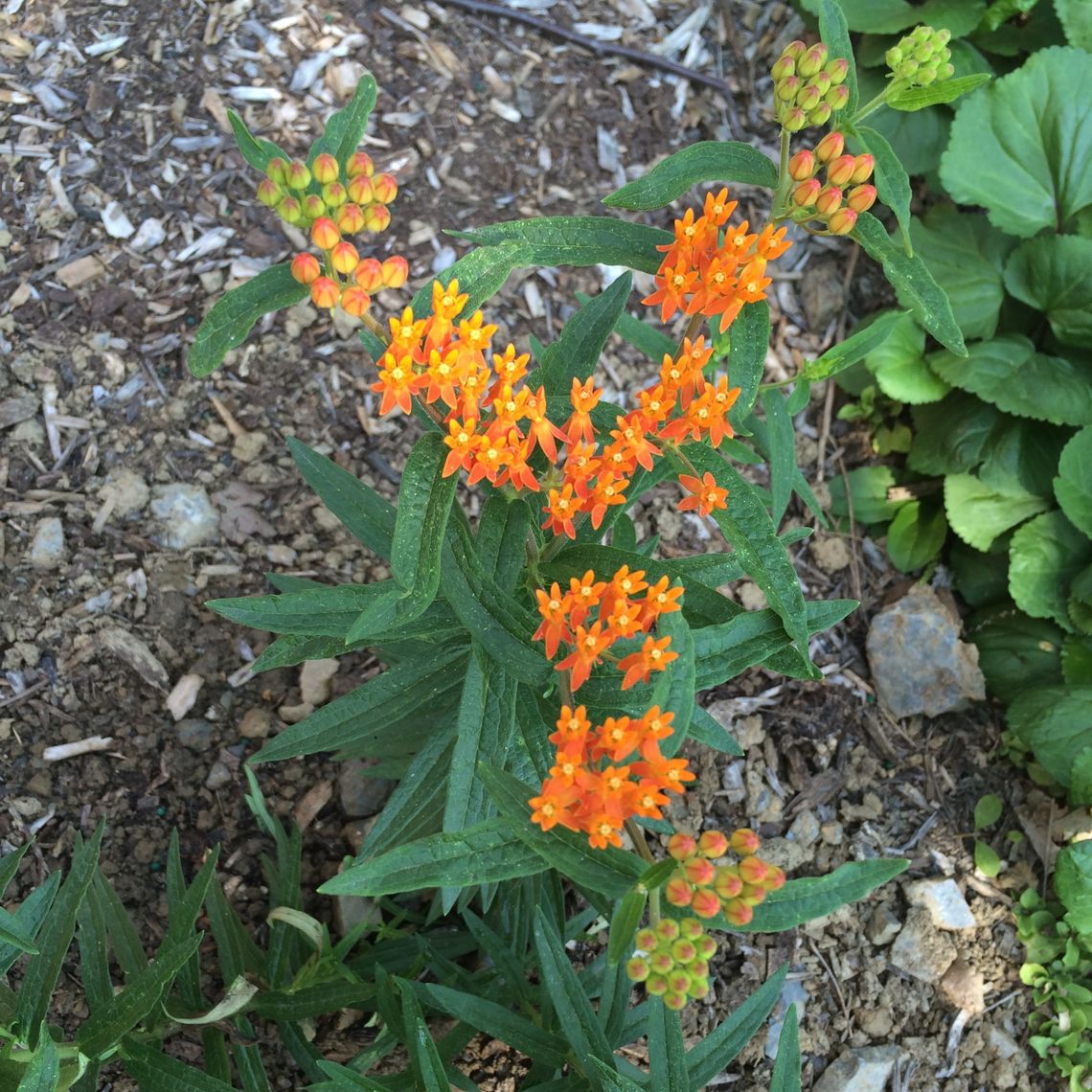 Butterfly weed
