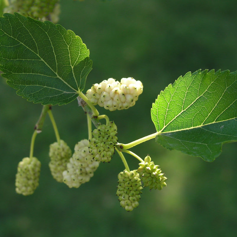 white mulberry leaf