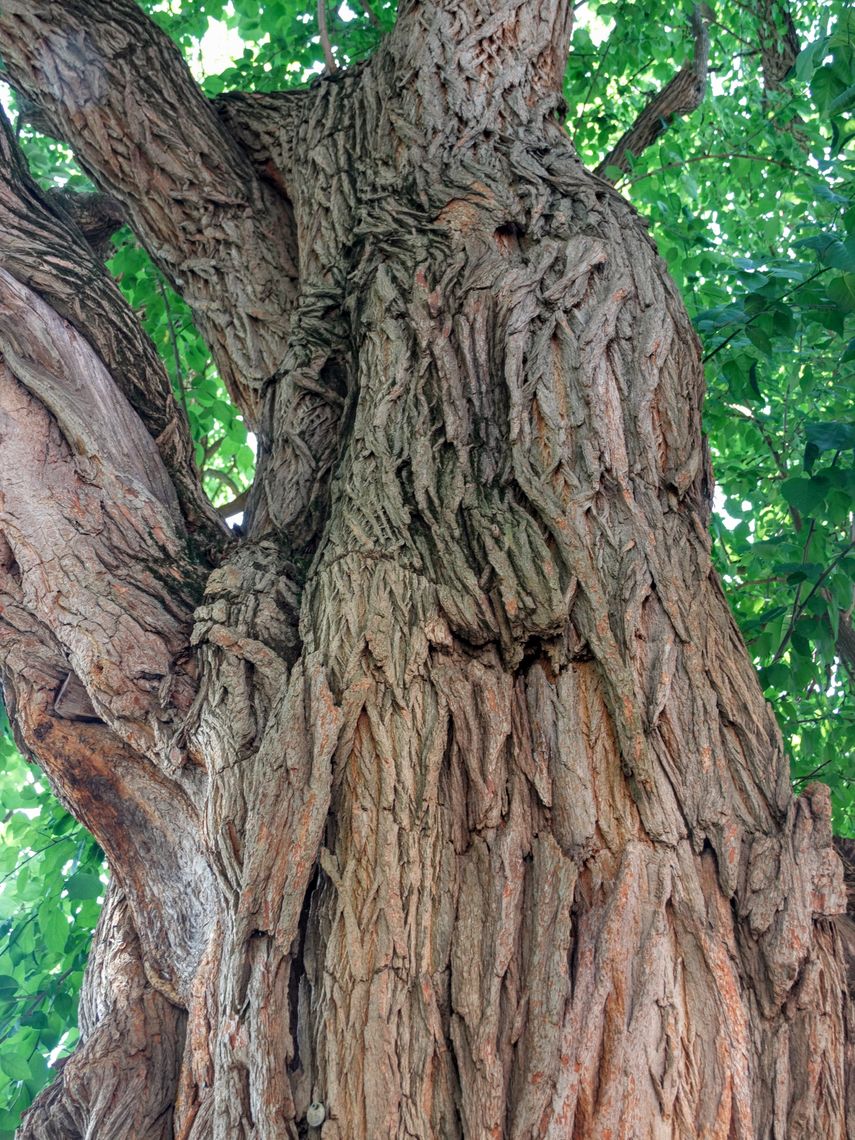 Osage Orange bark