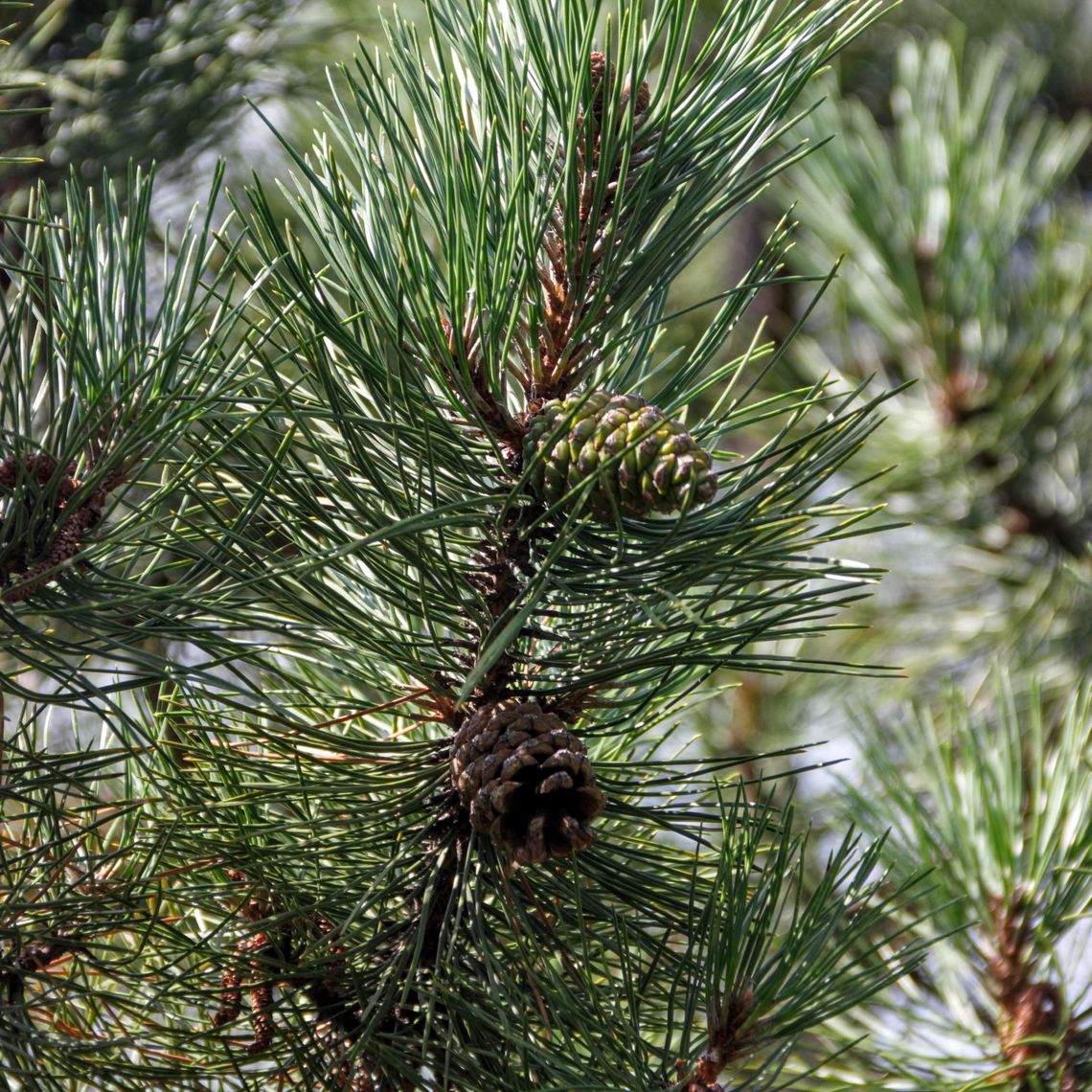 Austrian Pine