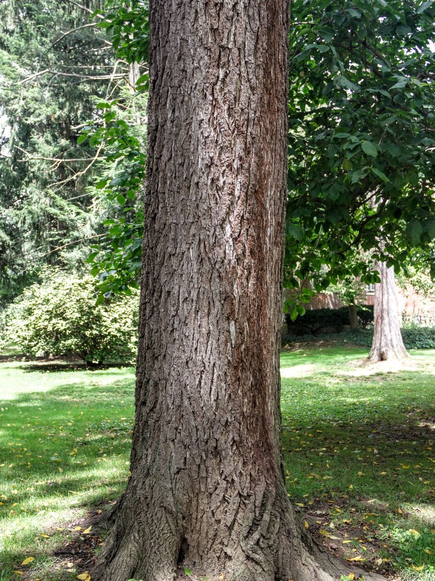 Black Walnut bark