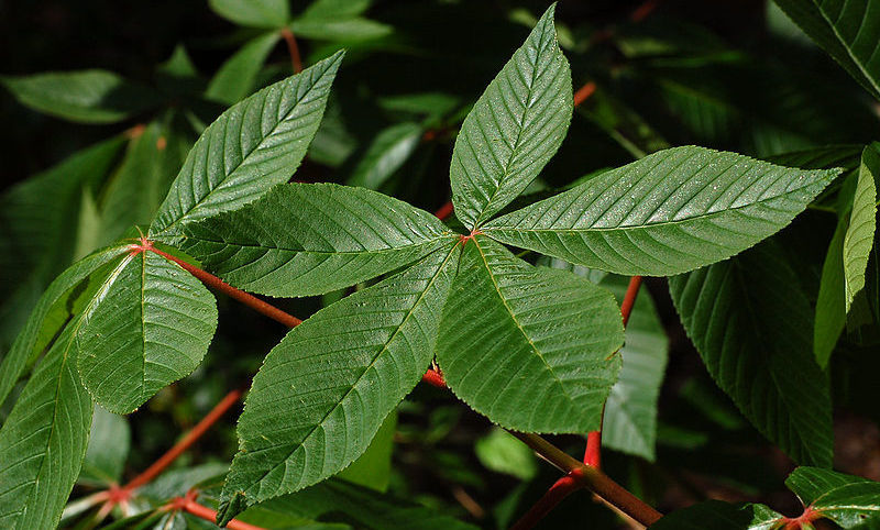 Red Buckeye Leaves