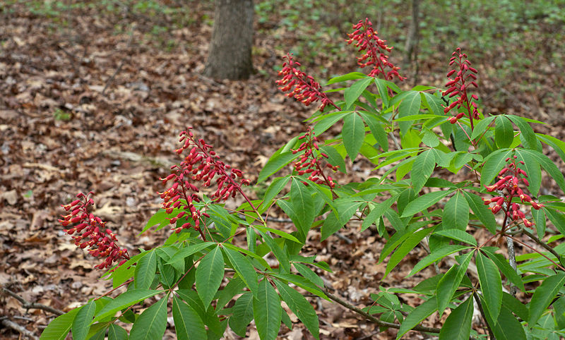 Young Red Buckeye