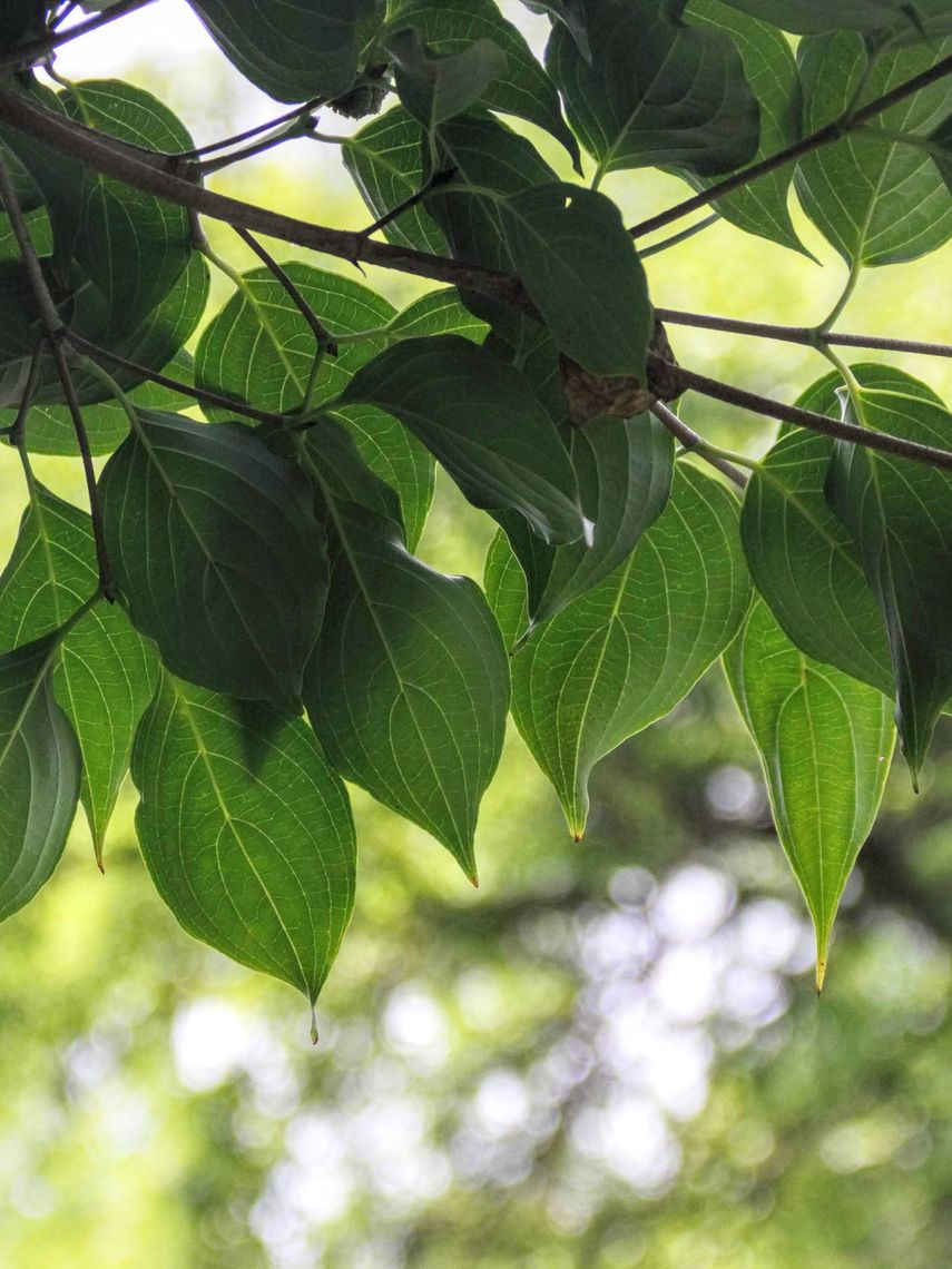 Kousa Dogwood Leaves