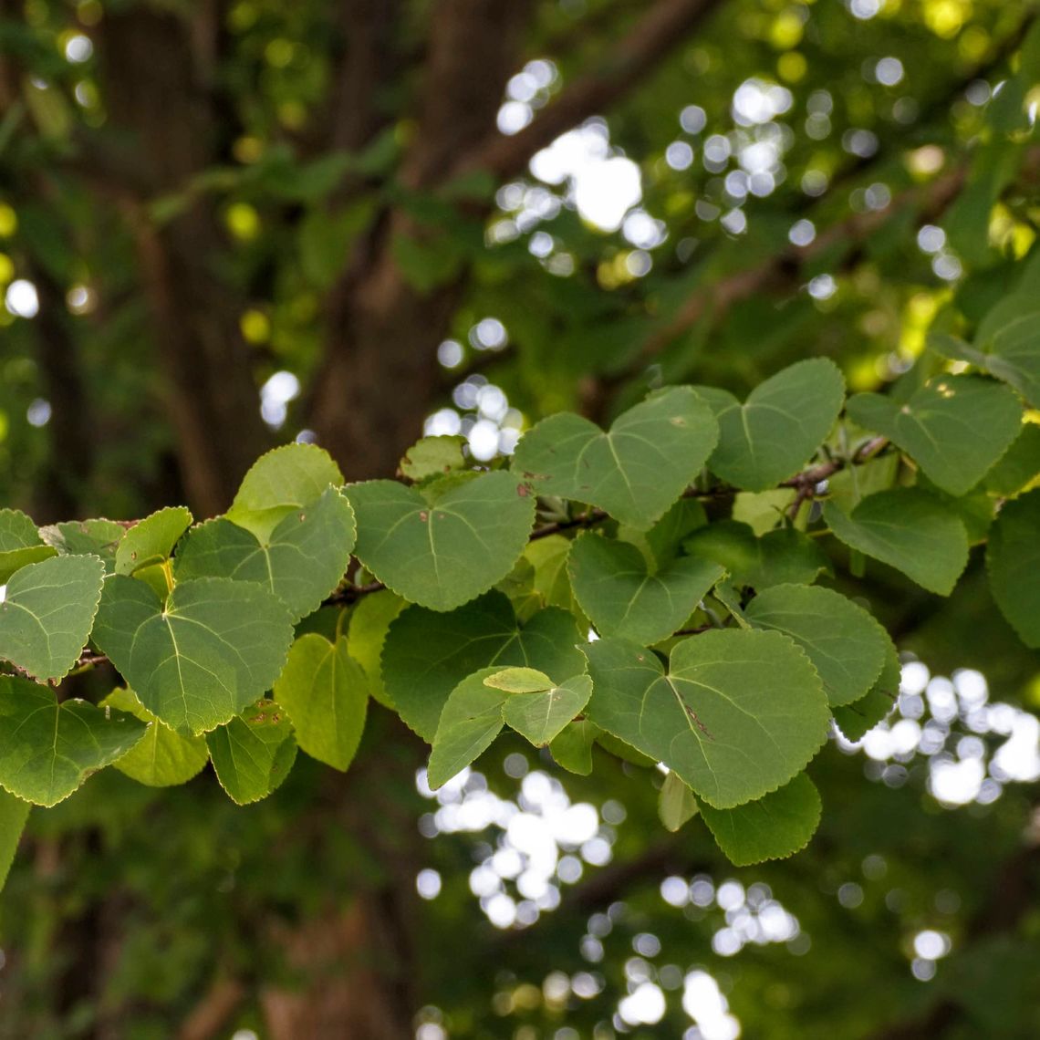 Katsura Tree Leaves