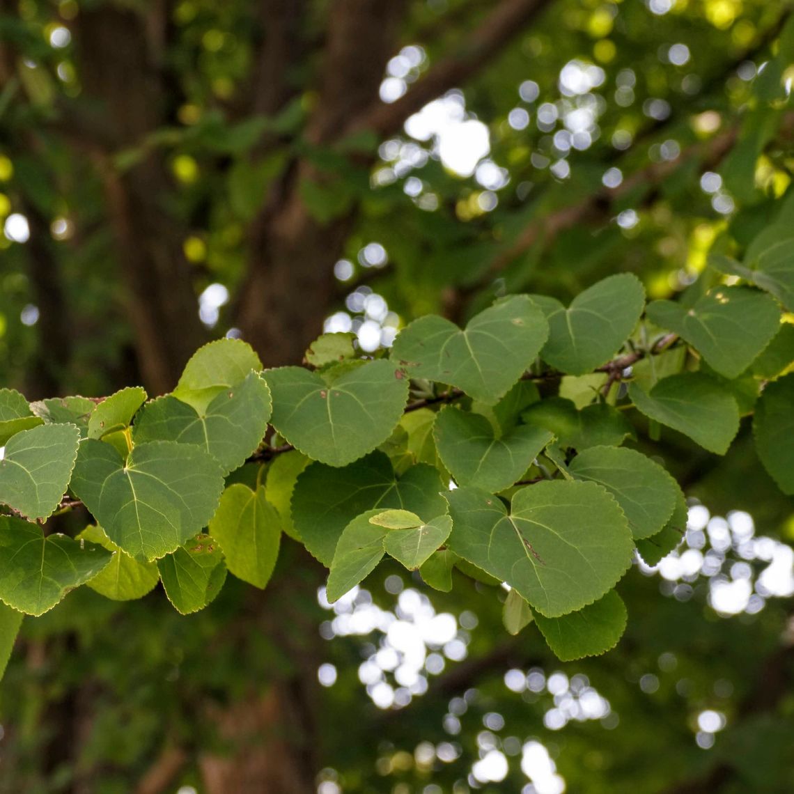 Franklin Marshall Katsura Tree Cercidiphyllum Japonicum Franklin Marshall Katsura Tree Cercidiphyllum Japonicum