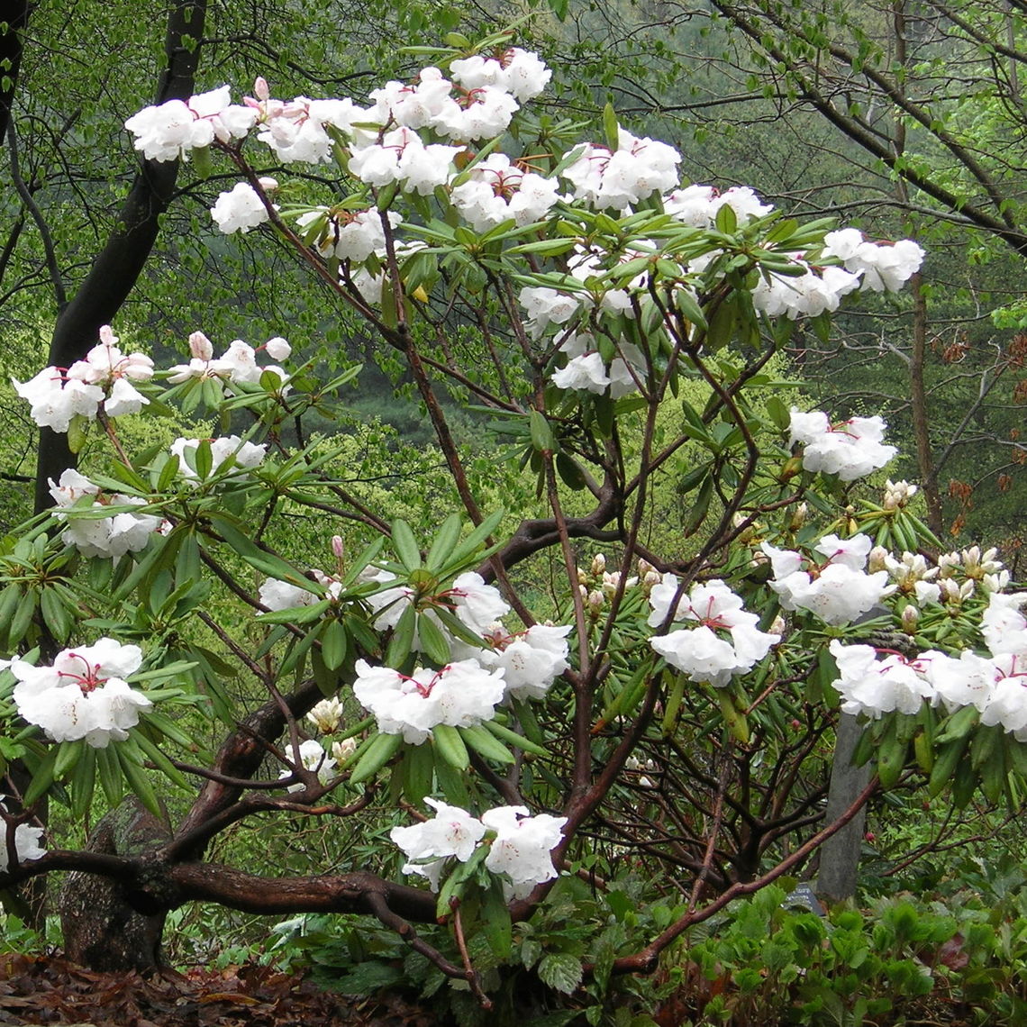 rosebay rhododendron