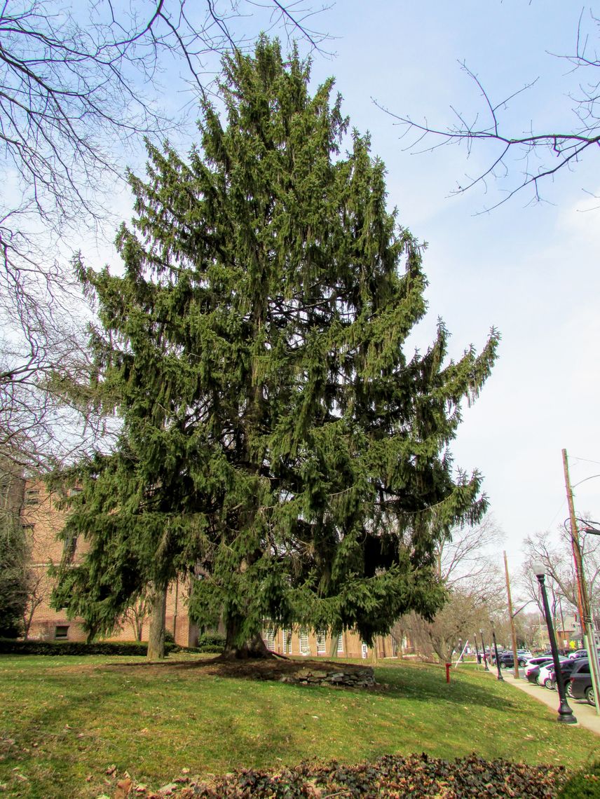 Norway Spruce