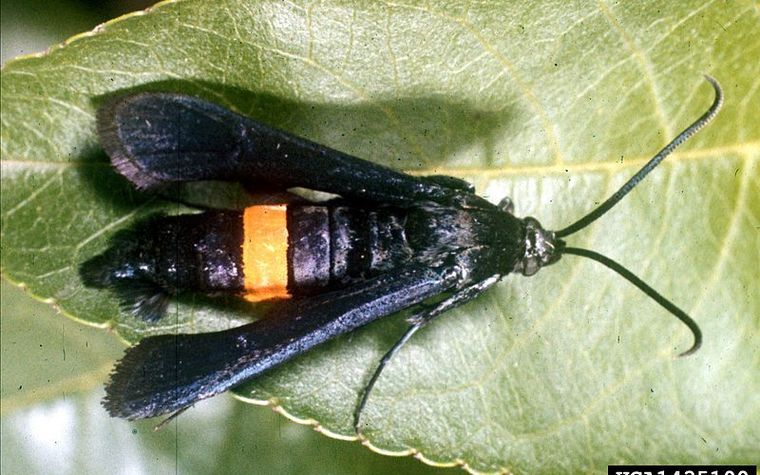 Peachtree Borer Image