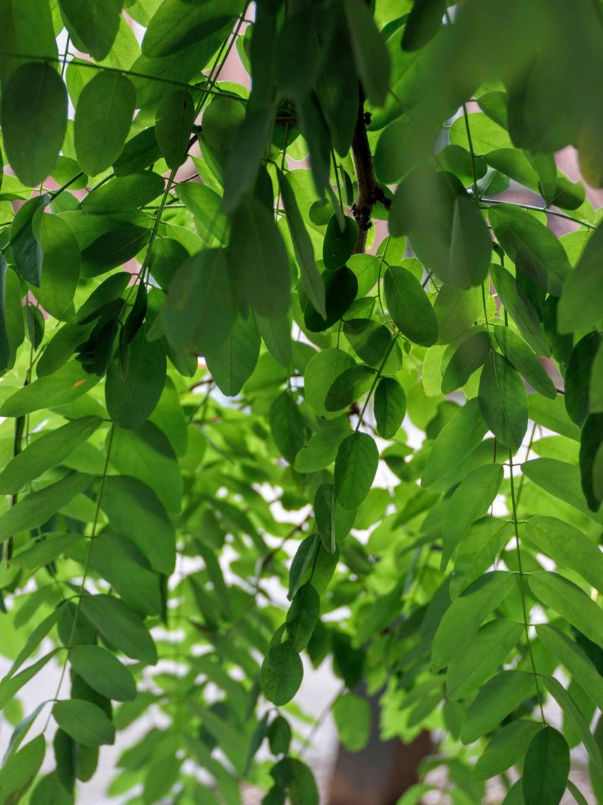 Black Locust Leaves