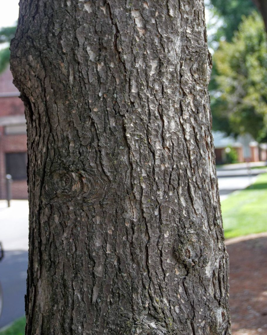 Canadian Hemlock Bark