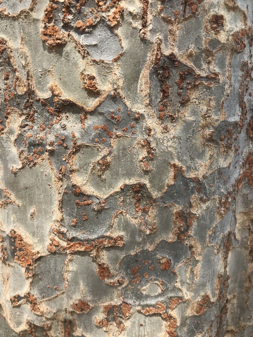 Chinese Elm Bark