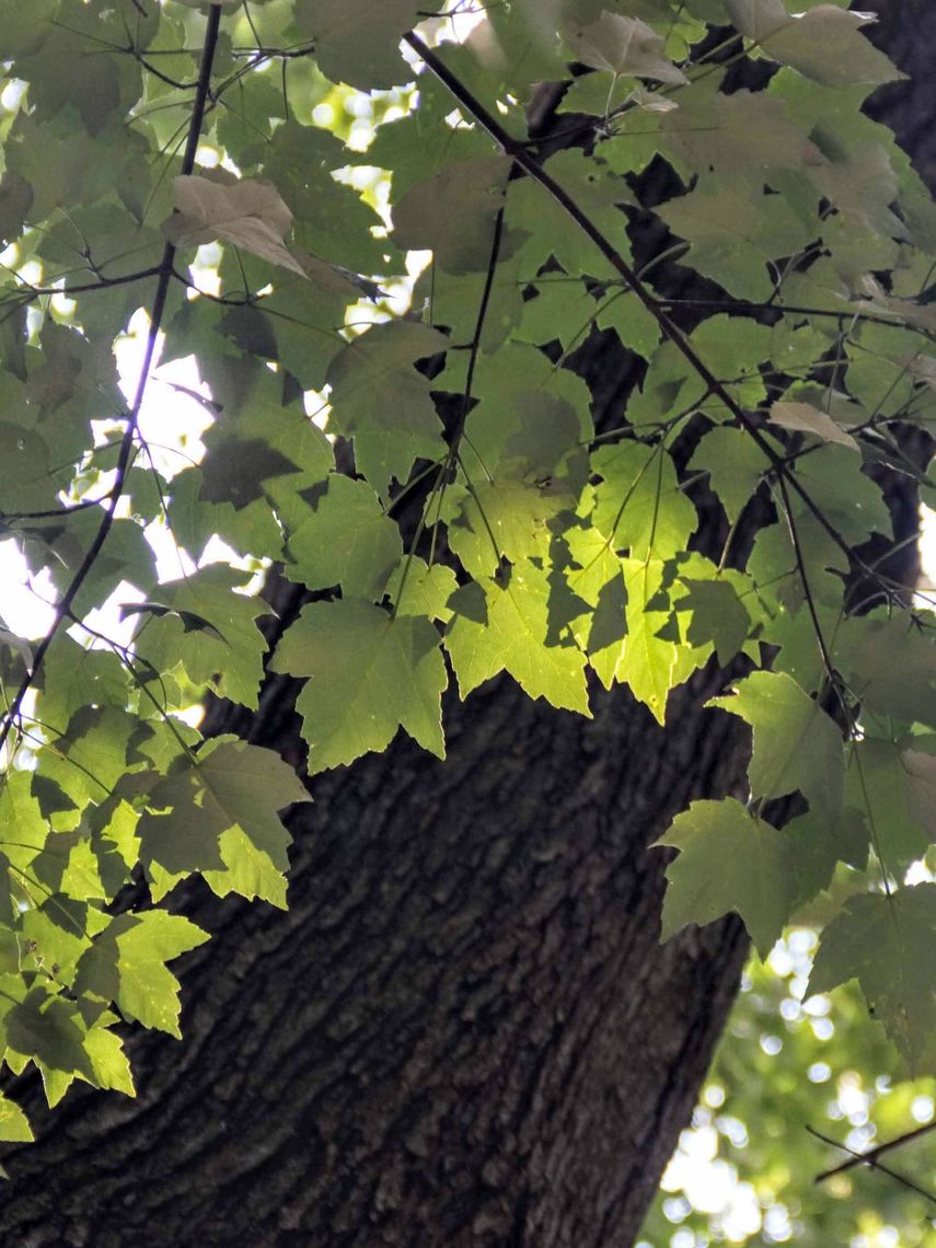 Red Maple leaves