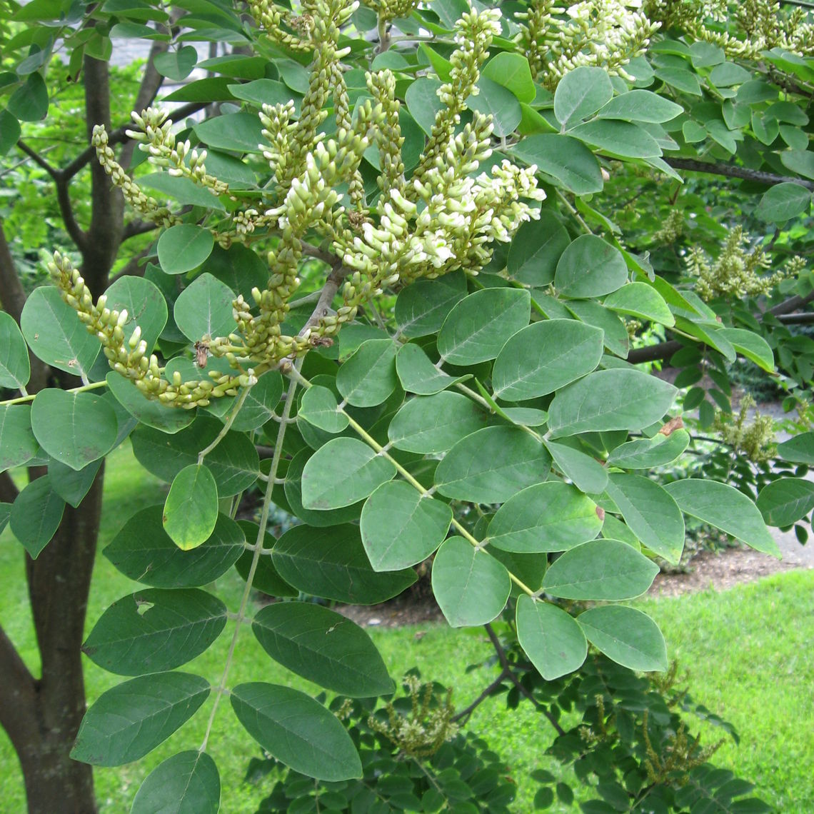 amur maakia leaves