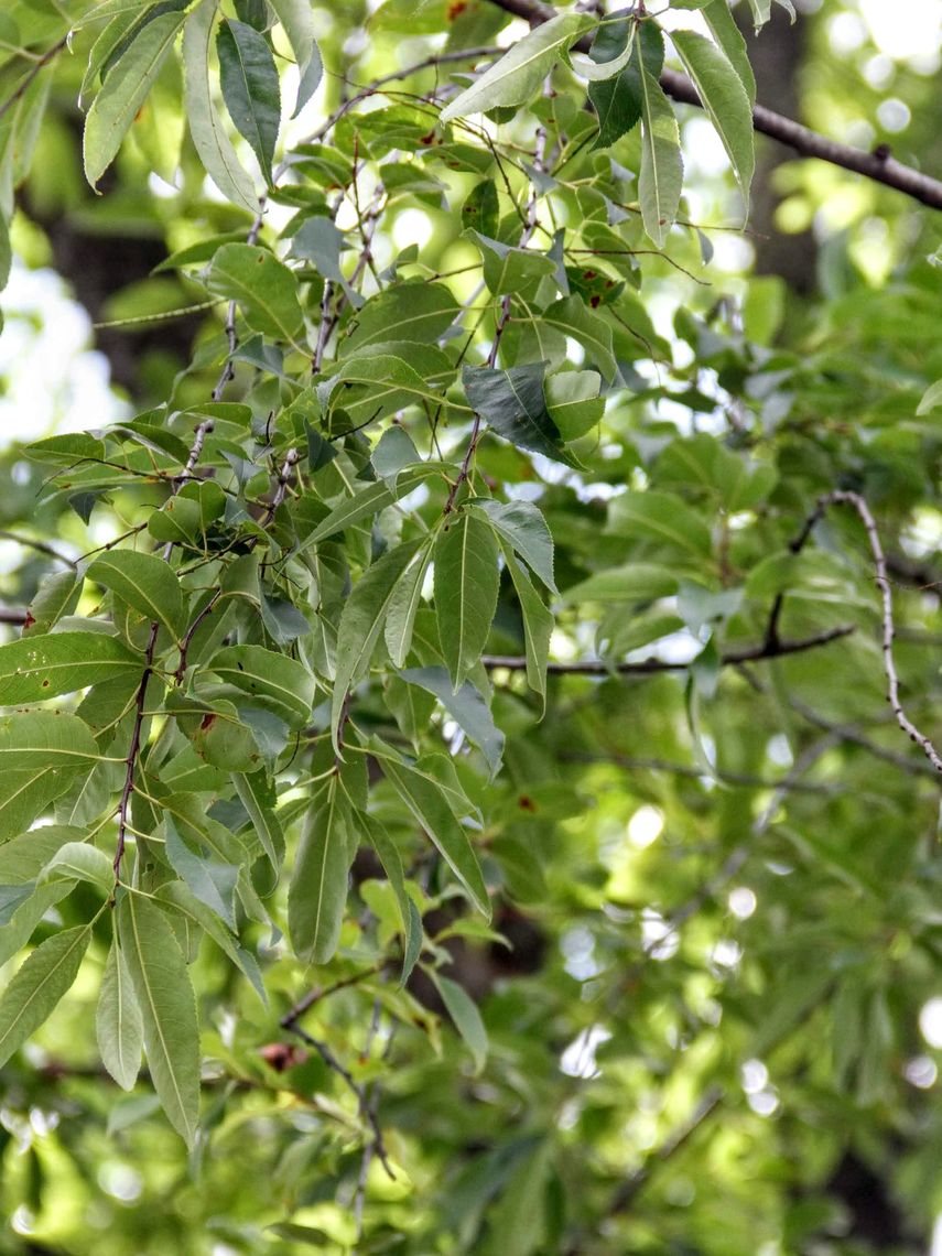 Black Cherry Leaves