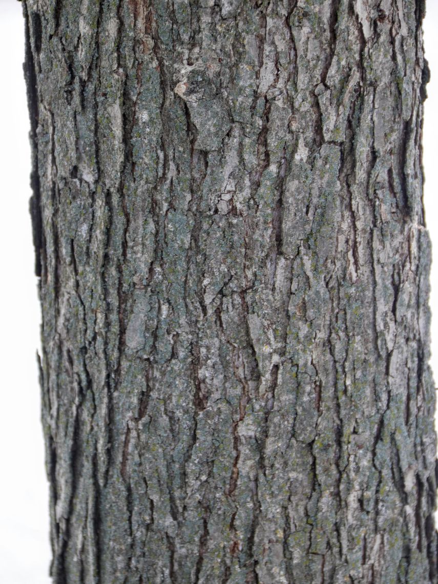 Swamp White Oak