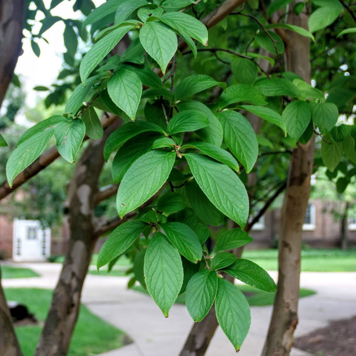 Japanese Stewartia