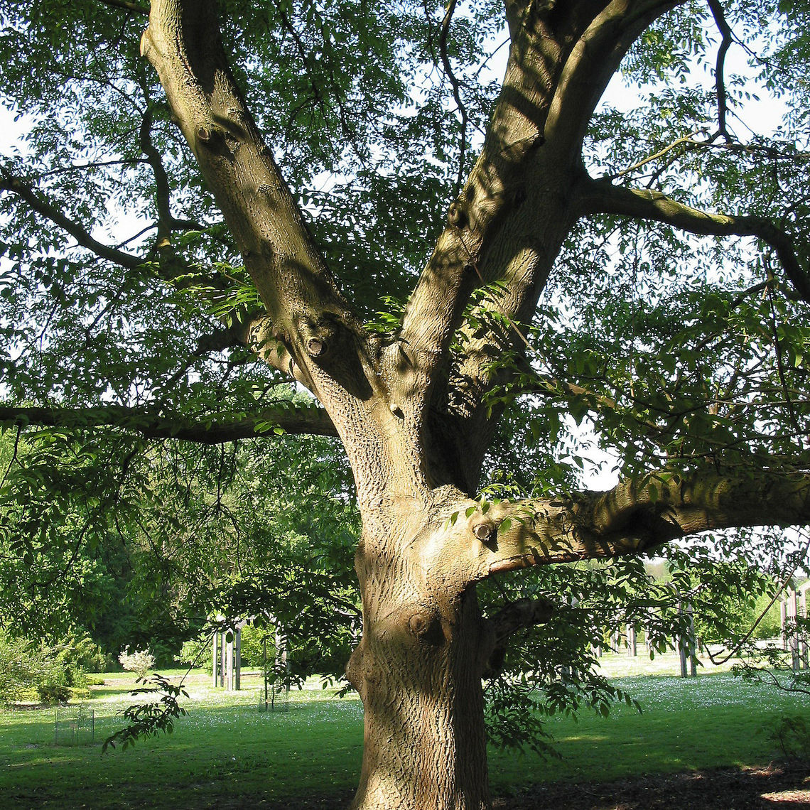 Japanese walnut bark