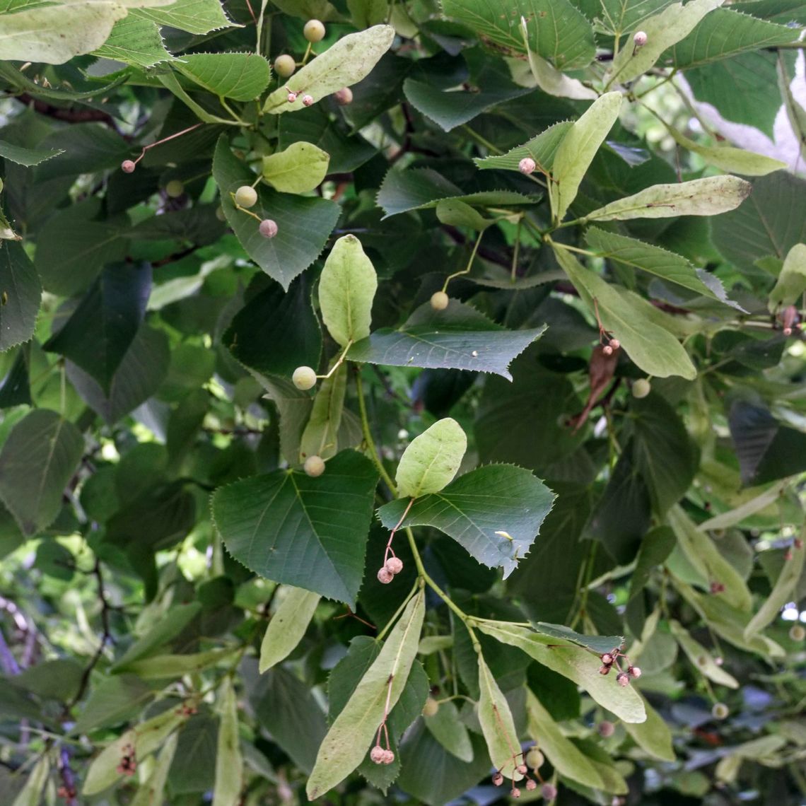 Eastern Cottonwood