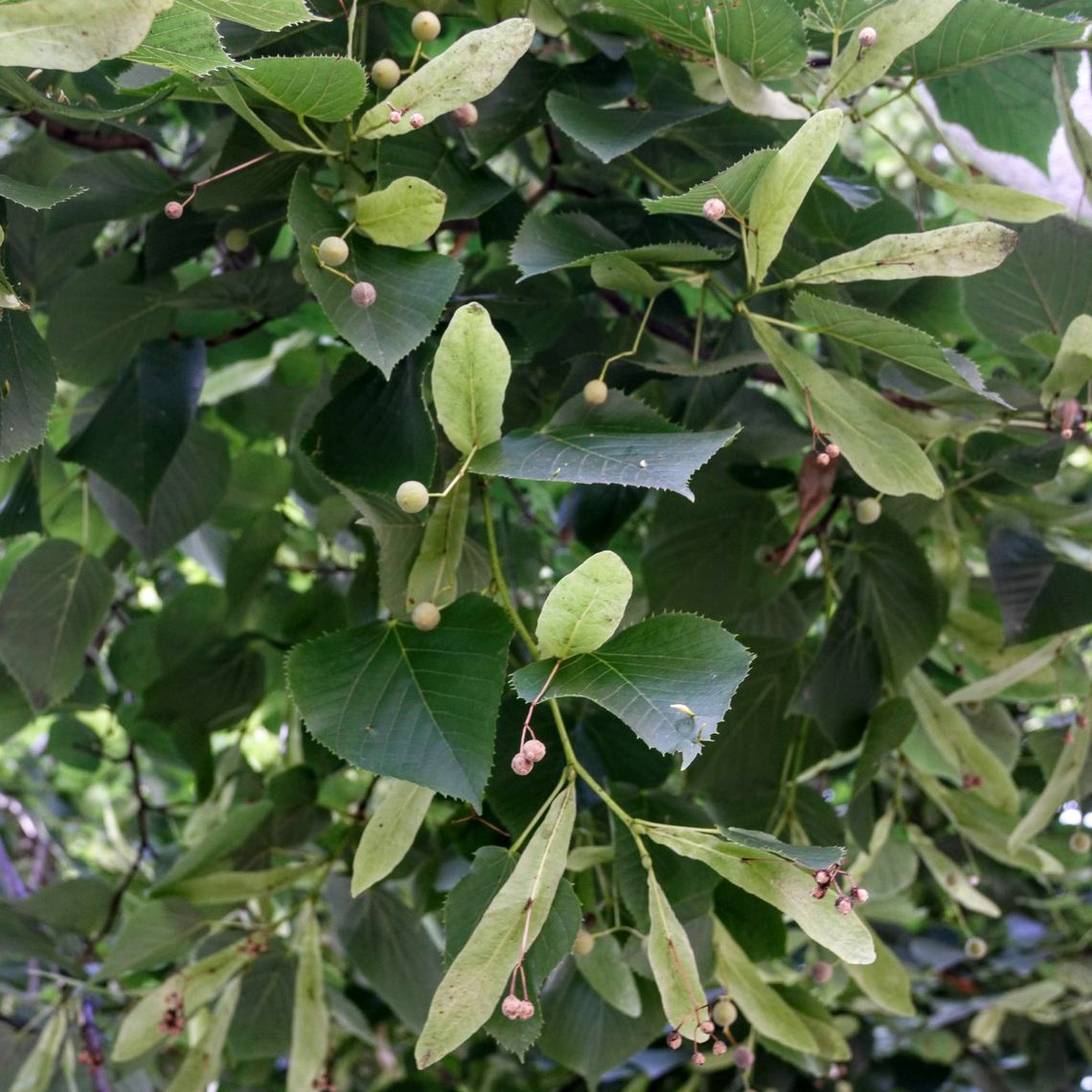 Eastern Cottonwood