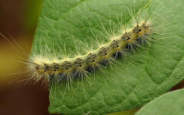 Fall Webworm Image