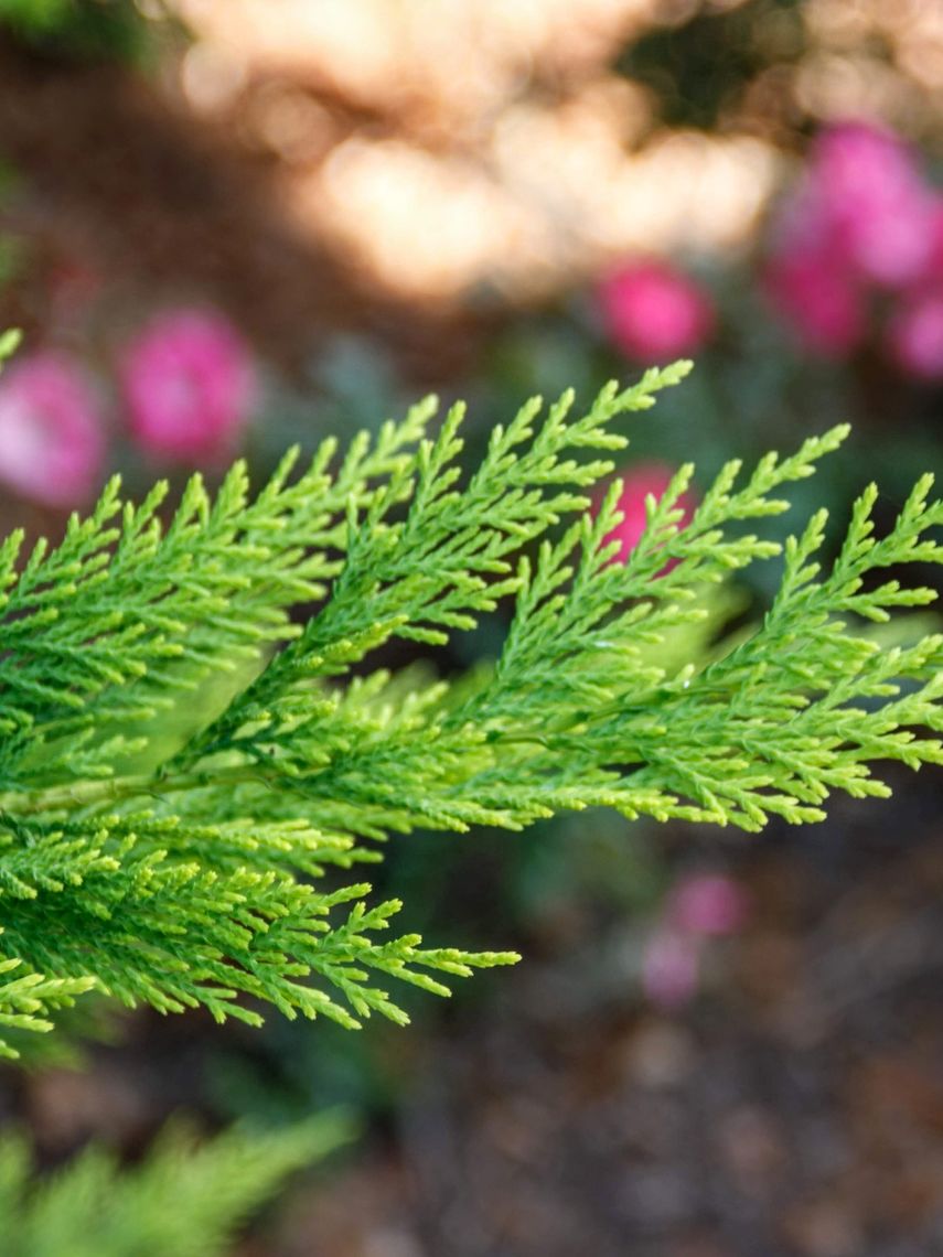 Leyland Cypress Needles