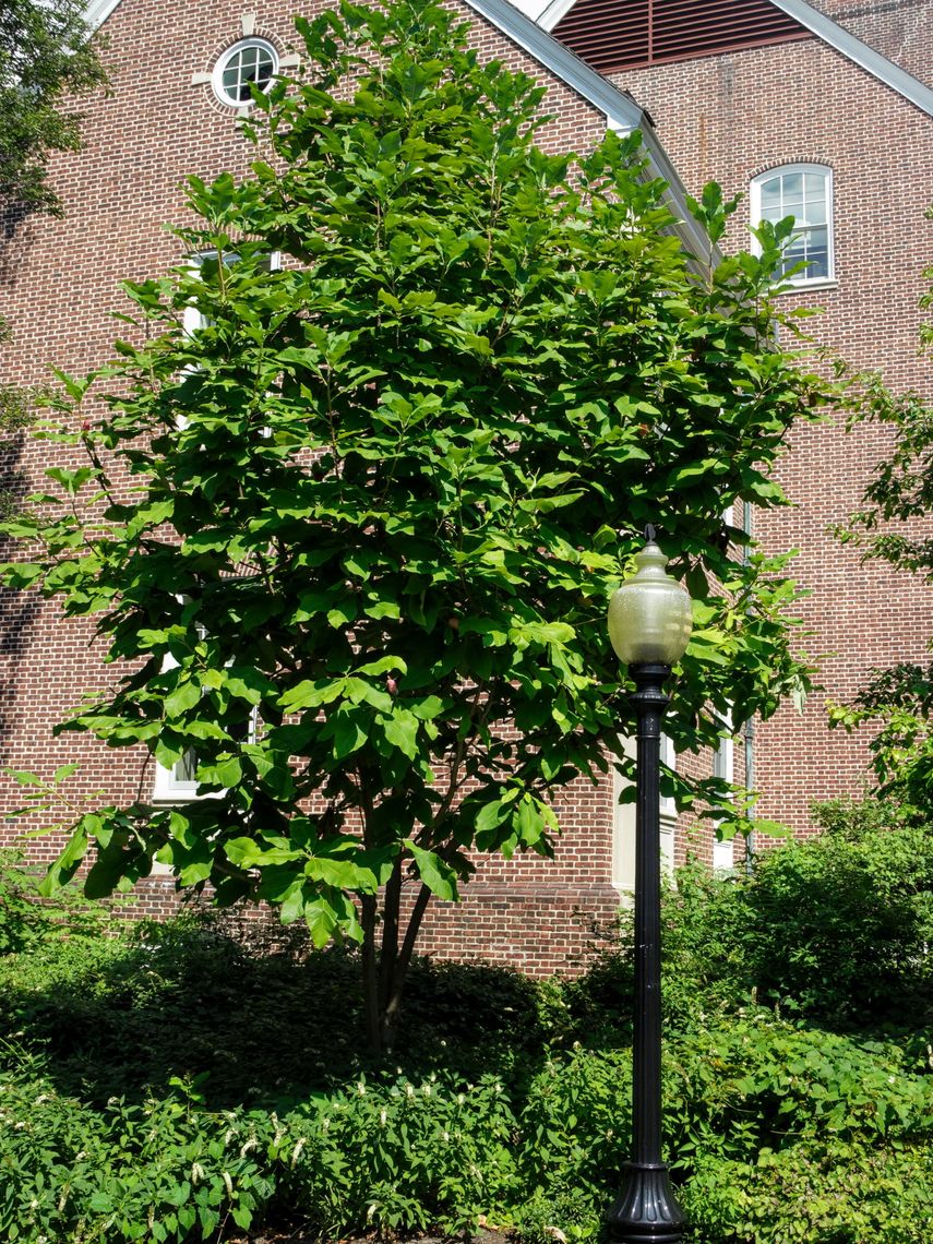 Magnolia Cucumber Tree