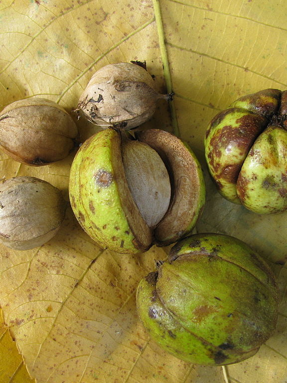 Shagbark Hickory Fruit