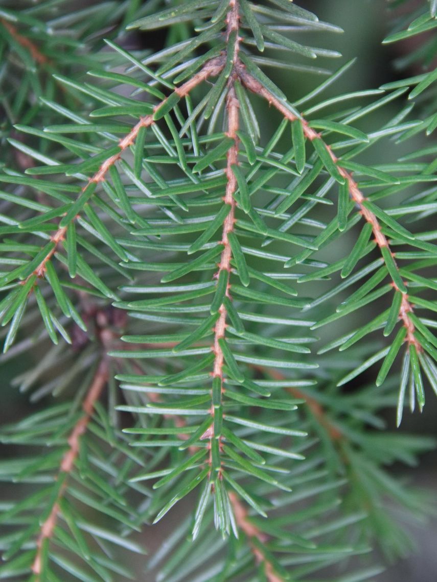 Serbian Spruce needles