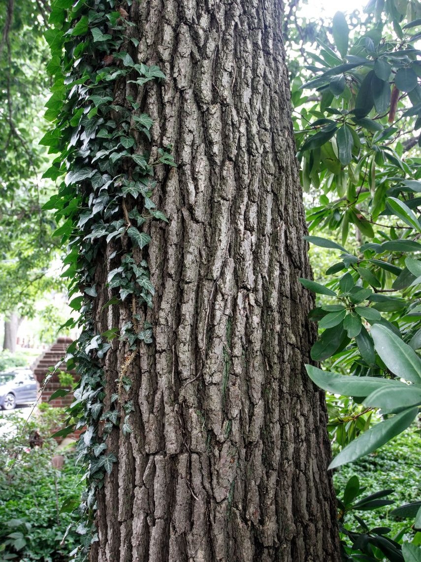 Bur Oak