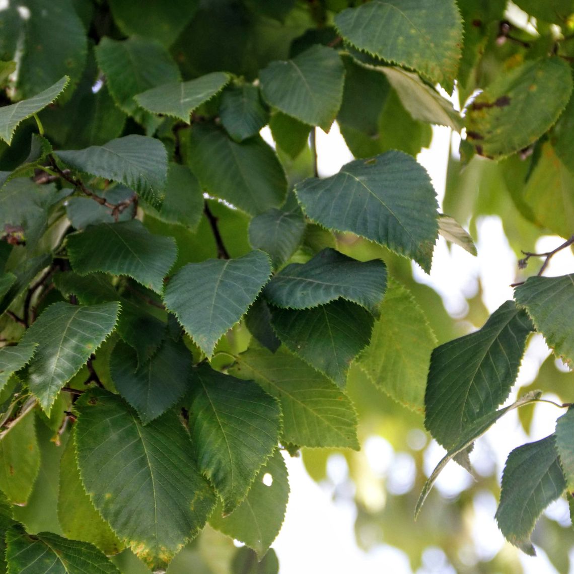 American Hophornbeam Leaves