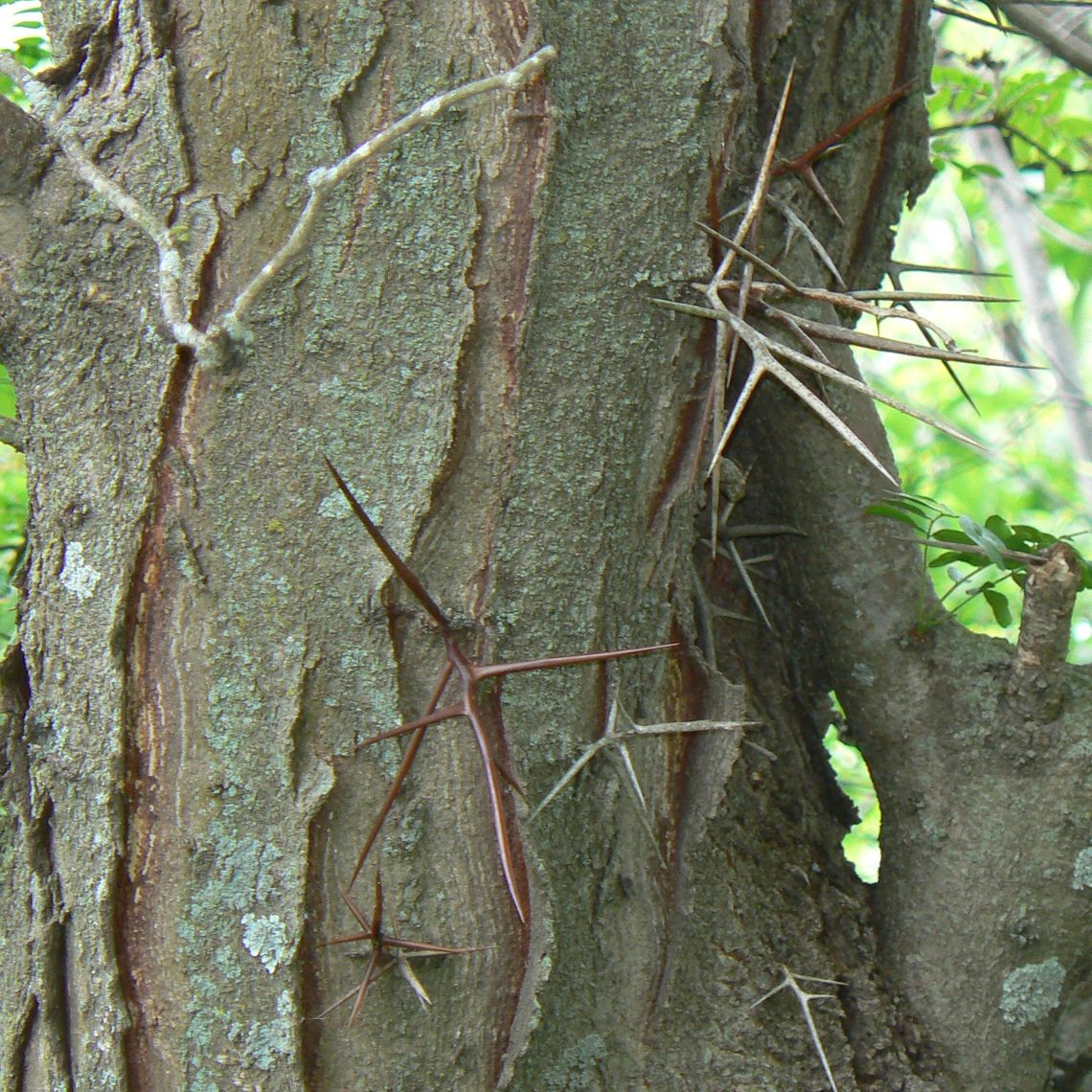 honey locust thorns