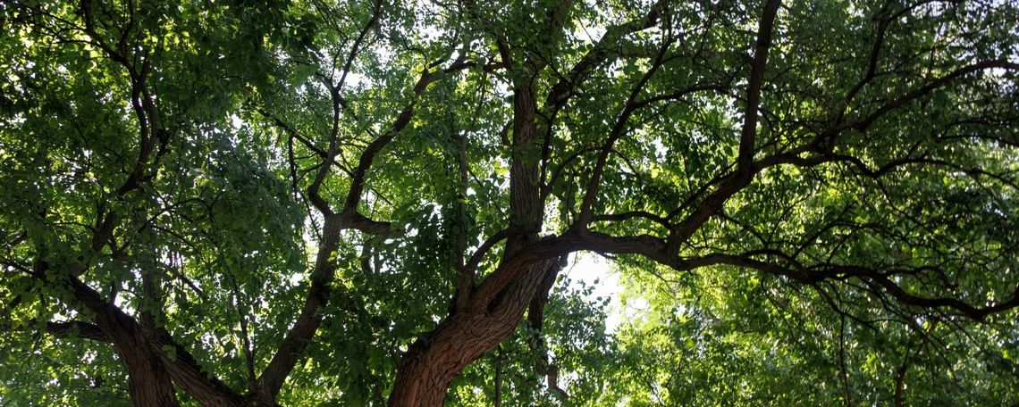 F&M Arboretum tree picture