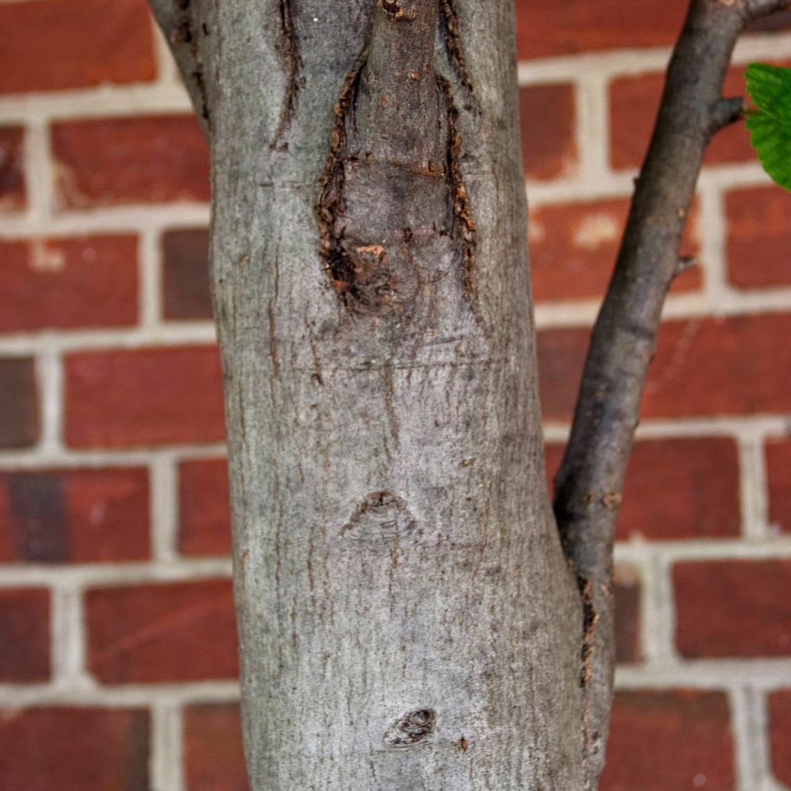 European Hornbeam Bark