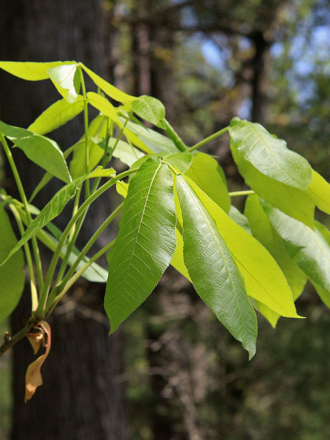 Shagbark Hickory Leaf Clusters
