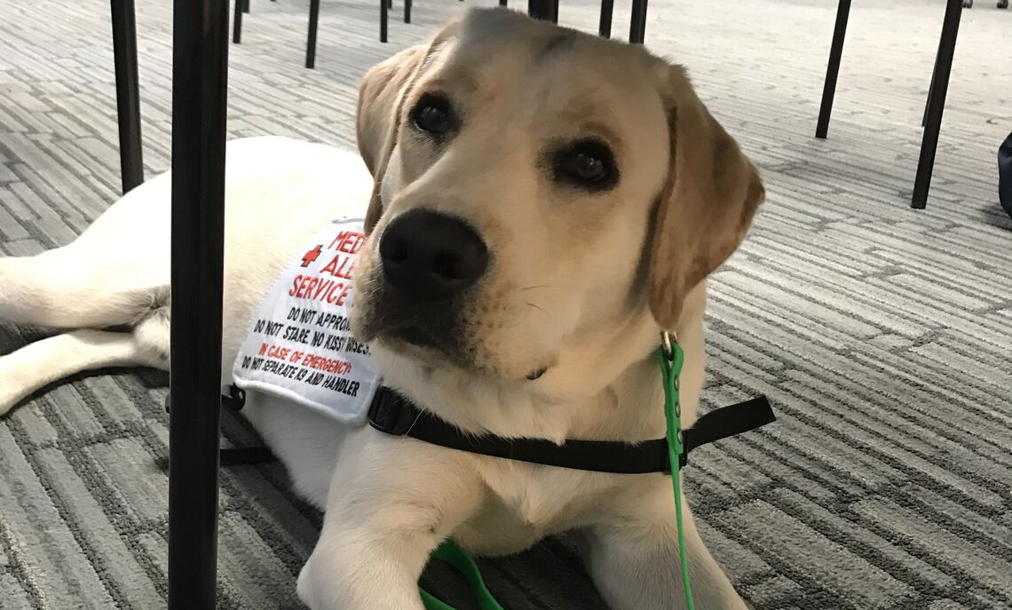 Yoda, Mumenthaler's first service dog, attending a class at F&M. 