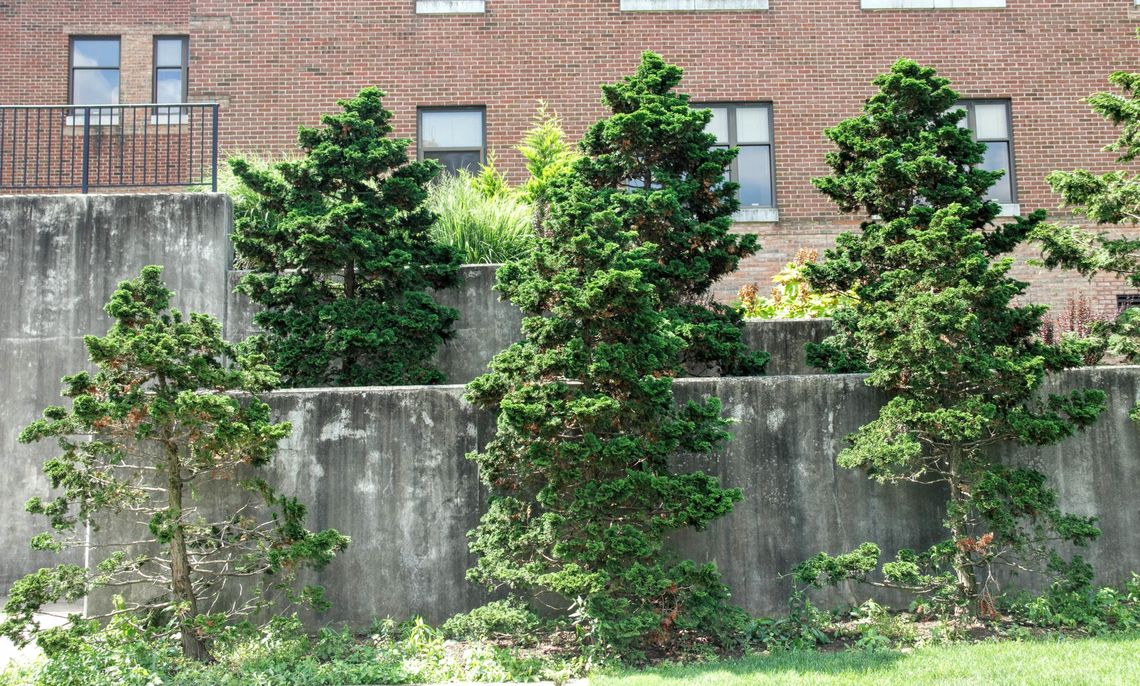 Franklin & Marshall - Hinoki False Cypress (Chamaecyparis obtusa)