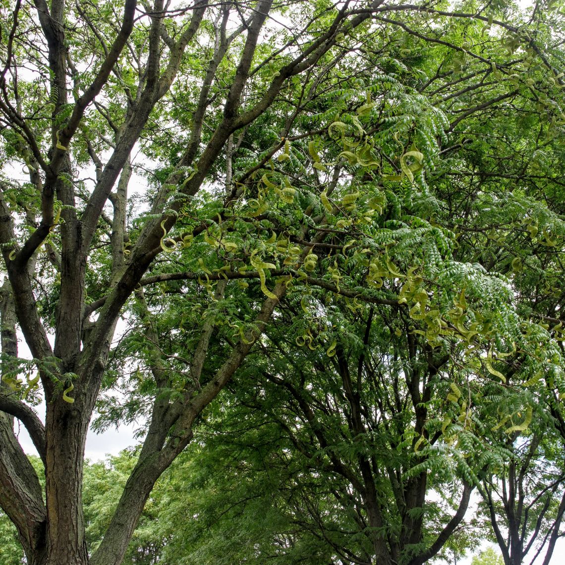 Common Thornless Honey Locust Tree